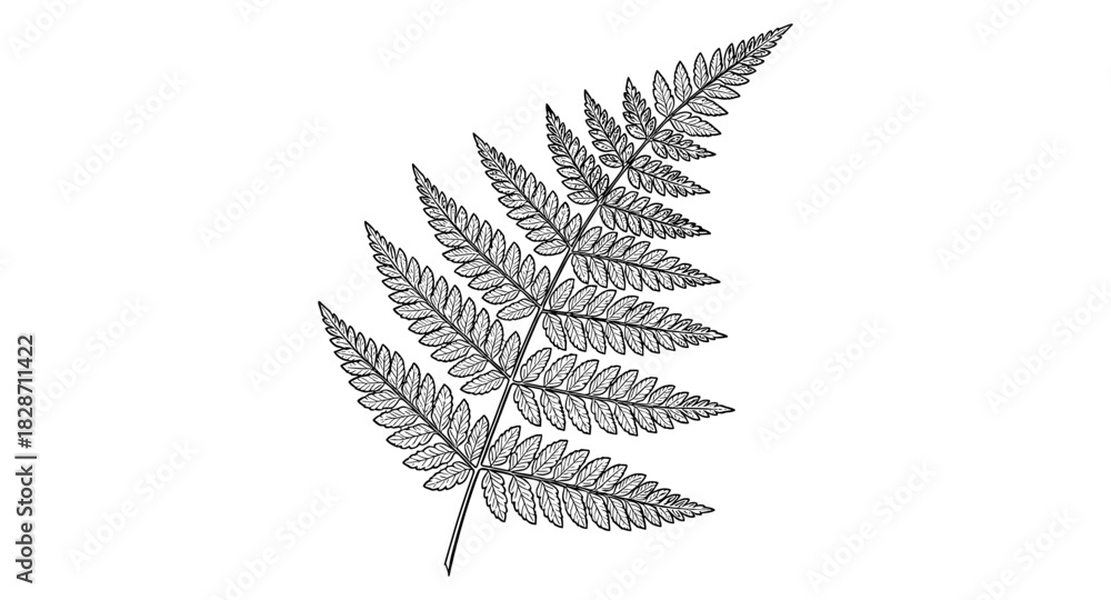 Naklejka premium Elegant black and white outline of fern leaf for botanical design