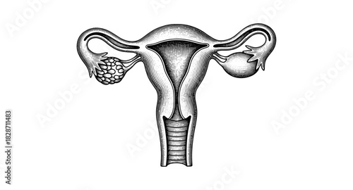 Detailed anatomical depiction of female reproductive system in vintage style