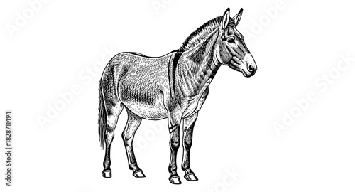 Engraved mule artwork showcasing detailed monochrome animal illustration