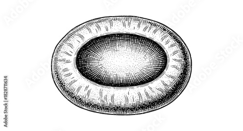 Hand drawn detailed vintage kiwi fruit slice in monochrome style