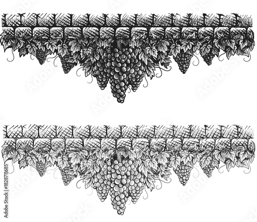 Grapes vineyard, grapevine with bunches of grapes in center on vintage stone wall black and white vector illustration. Set of sketch style vine branches leaves in two variants. Wine labels design, bra