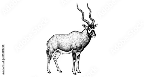 Detailed hand-drawn antelope with curved horns in black and white