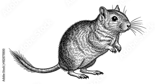 Detailed black and white engraving of a gerbil in side profile view