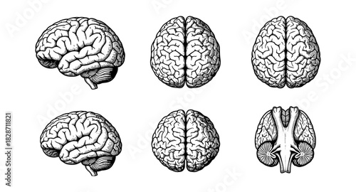 Detailed line art of human brain from different angles in black and white