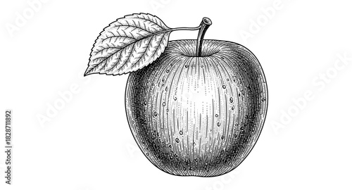 Vintage engraved apple with leaf detailed botanical artwork in black and white