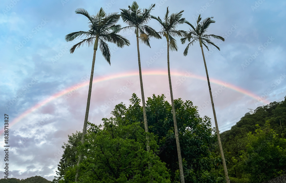 Obraz premium Beautiful rainbow arching across dawn sky behind tall betel nut palm trees in Wulai, New Taipei City, Taiwan. Dramatic silhouette scene with tropical vegetation.