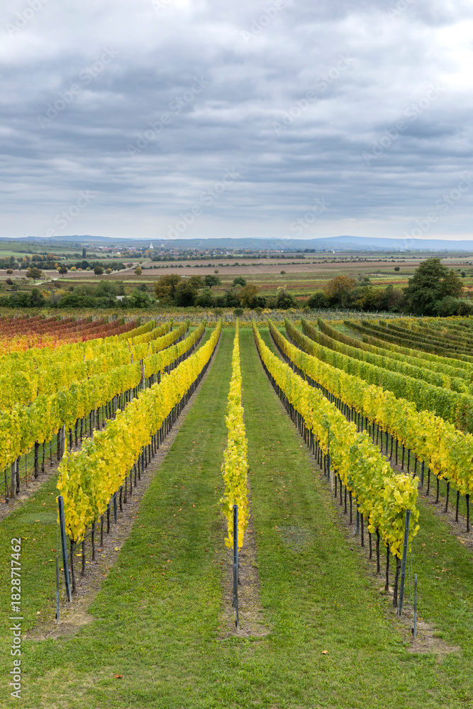 Fototapeta premium Autumn vineyard rows in Retz, Lower Austria
