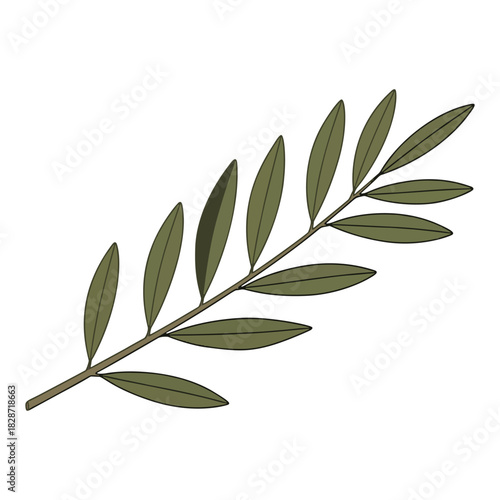 Simple green olive tree branch with leaves isolated on white background vector
