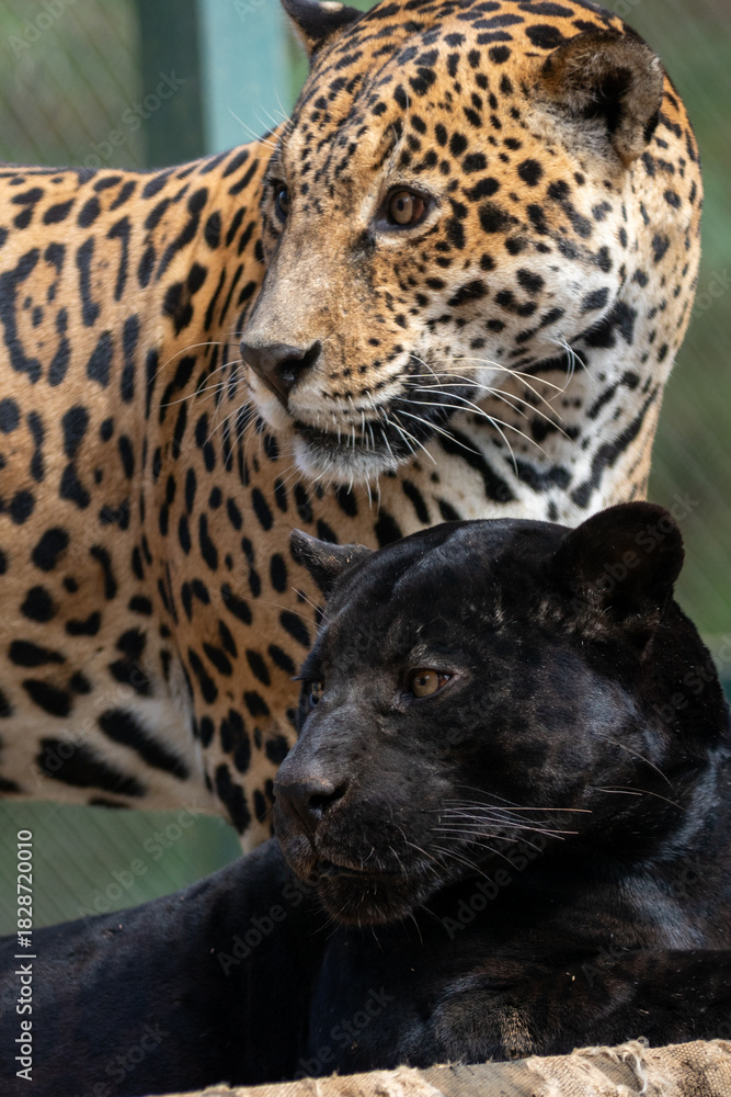 Obraz premium jaguar