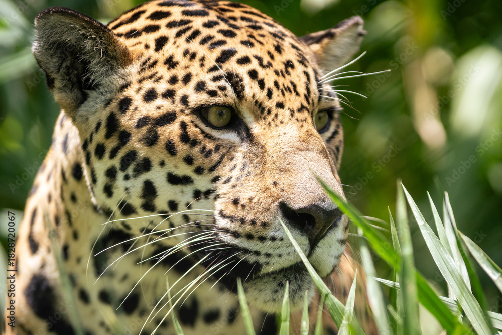 Fototapeta premium jaguar