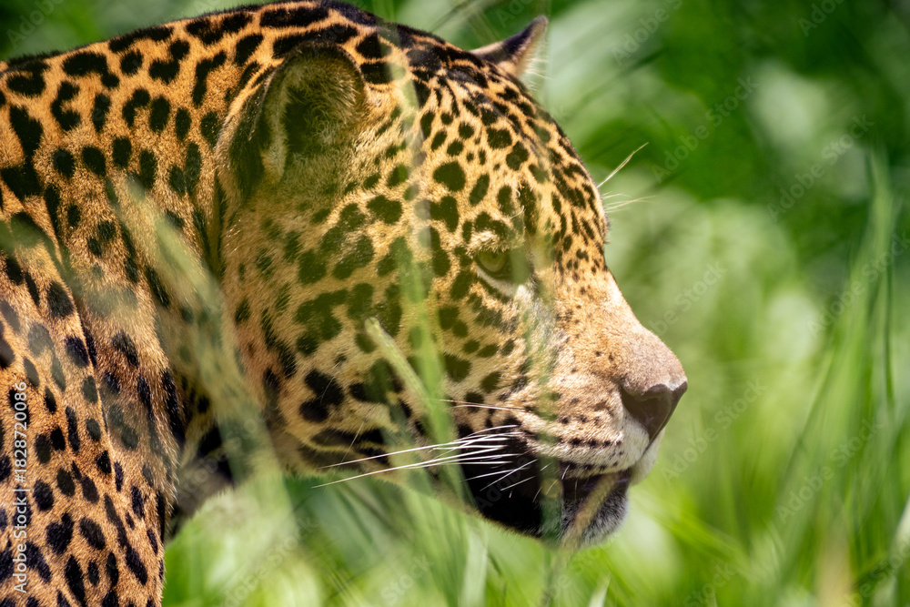 Naklejka premium jaguar