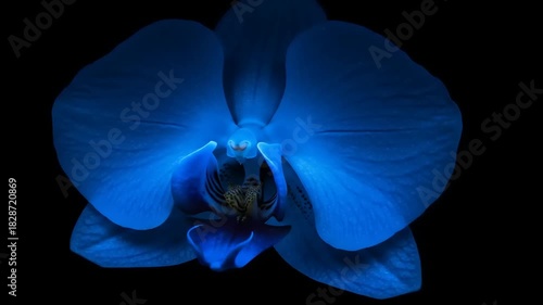 Elegant Blue Orchid Flowers Blossom on Black Background Close-up for Decoration