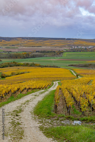 Winding path through autumn vineyards in Bourgogne Franche Comte