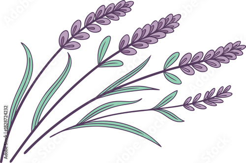 Delicate Lavender Sprigs with Purple Flowers and Green Leaves on White Background