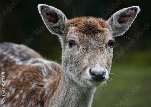 Fototapeta Naklejka Na Ścianę i Meble -  A close up of a European Fallow Deer