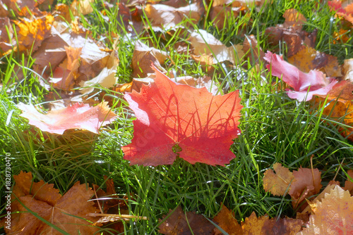 Autumn leaves on the sun that are laying on the ground, autumn season background