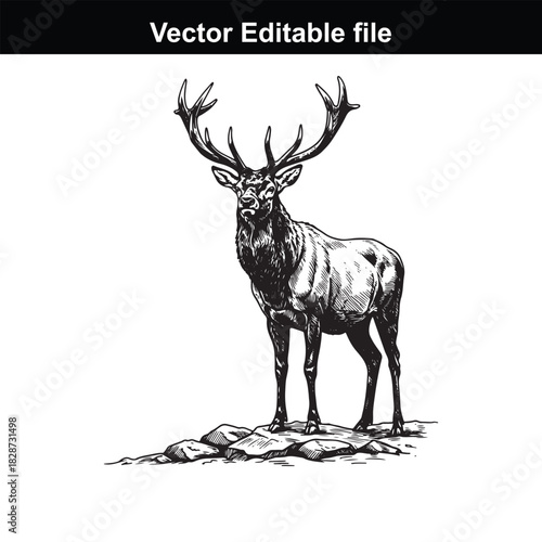 Majestic stag standing on a rocky outcrop, detailed black and white illustration, vector editable file