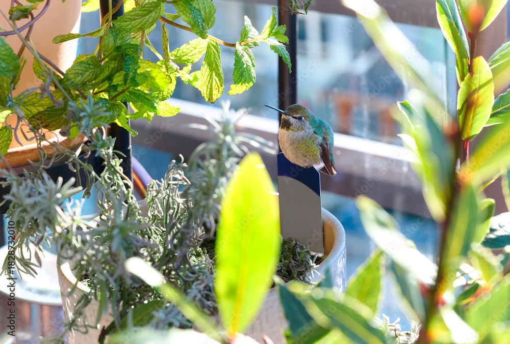 Obraz premium Close-up of a hummingbird. The bird is perched on a flowerpot. Vancouver, British Columbia, Canada