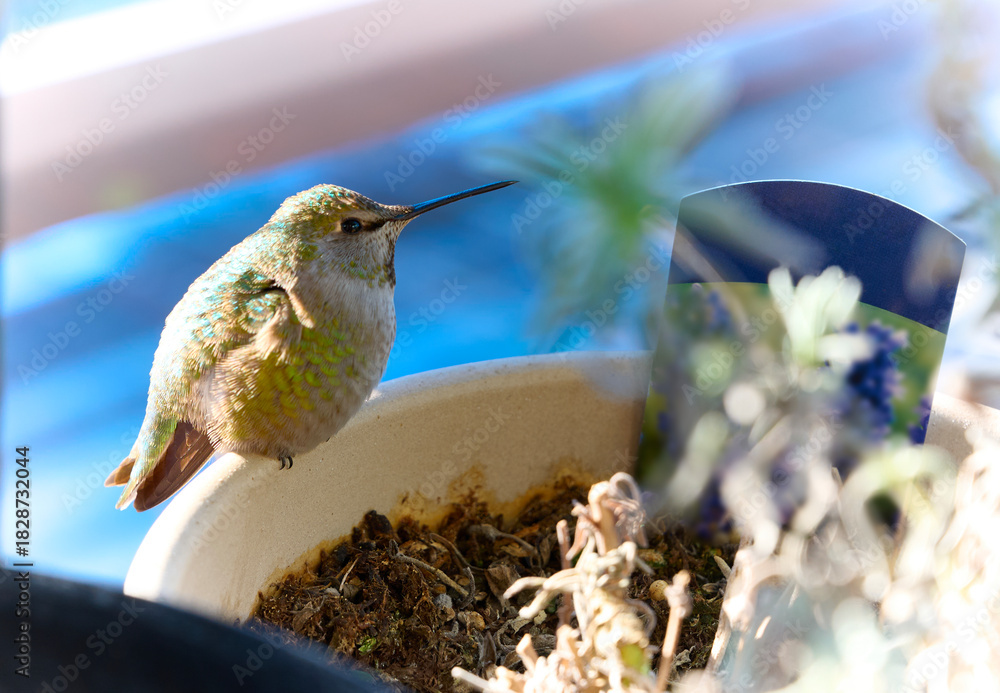Obraz premium Close-up of a hummingbird. The bird is perched on a flowerpot. Vancouver, British Columbia, Canada