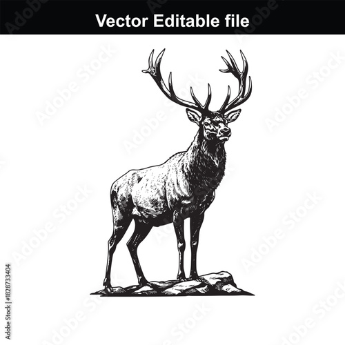 Majestic stag with large antlers standing on a rock, detailed illustration in black and white, vector editable file