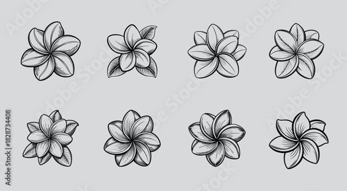 Plumeria Flower Illustration Set Showing Detailed Petal Anatomy and Variation