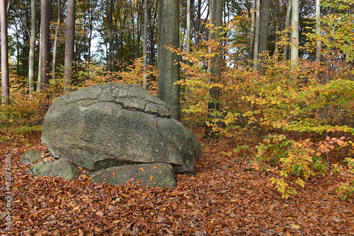 Colorful autumn leaves during foliage in forest or wood with trees