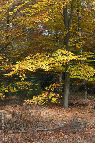 Colorful autumn leaves during foliage in forest or wood with trees