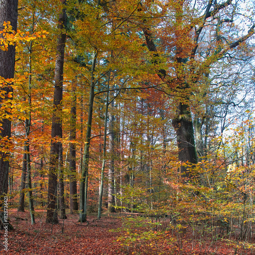 Colorful autumn leaves during foliage in forest or wood with trees