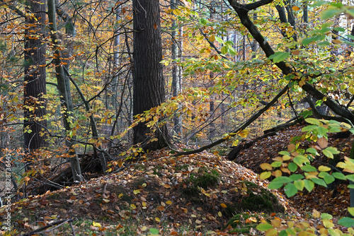 Colorful autumn leaves during foliage in forest or wood with trees
