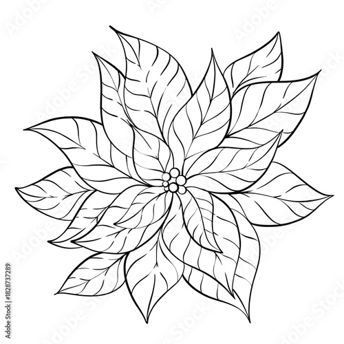 Poinsettia Black and White Illustration Christmas Flower Art, Holiday Botanical Drawing, Minimalist Floral Design, Seasonal Decor, Winter Plant, Hand Drawn Flower Elegant Outlinen