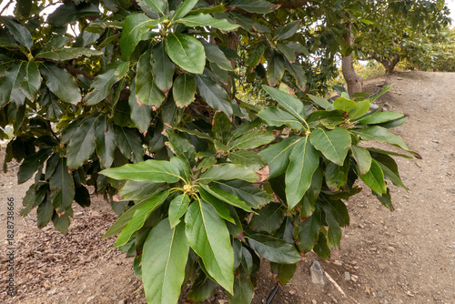 Avocadobaum, Persea gesehen bei einer Wanderung im Hinterland von Almuñécar, Costa Tropical an der Mittelmeerküste von Andalusien in Spanien. Es ist ein Baum aus der Familie der Lorbeer Gewächse.