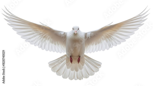 White dove flying with wings spread, isolated on transparent background