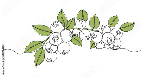 Vector illustration of handdrawn blueberry branch with leaves, simple illustration