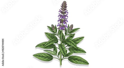 Vector illustration of botanical illustration of a purple flowering plant, white