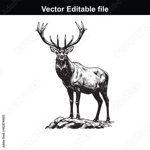 Majestic stag with large antlers standing on rocks, detailed black and white illustration, vector editable file