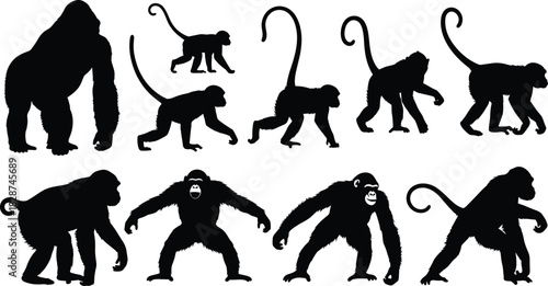 Apes and Monkey Silhouette Vector Set, Detailed Icons of Gorilla, Chimpanzee, and Spider Monkeys, Black Graphics for Wildlife, Zoo, Evolution, and Jungle Nature Design Projects