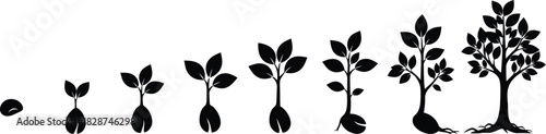 Tree growth stages illustration showing seedling development and plant maturation