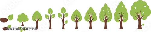 Tree growth stages a visual depiction of a tree s life cycle