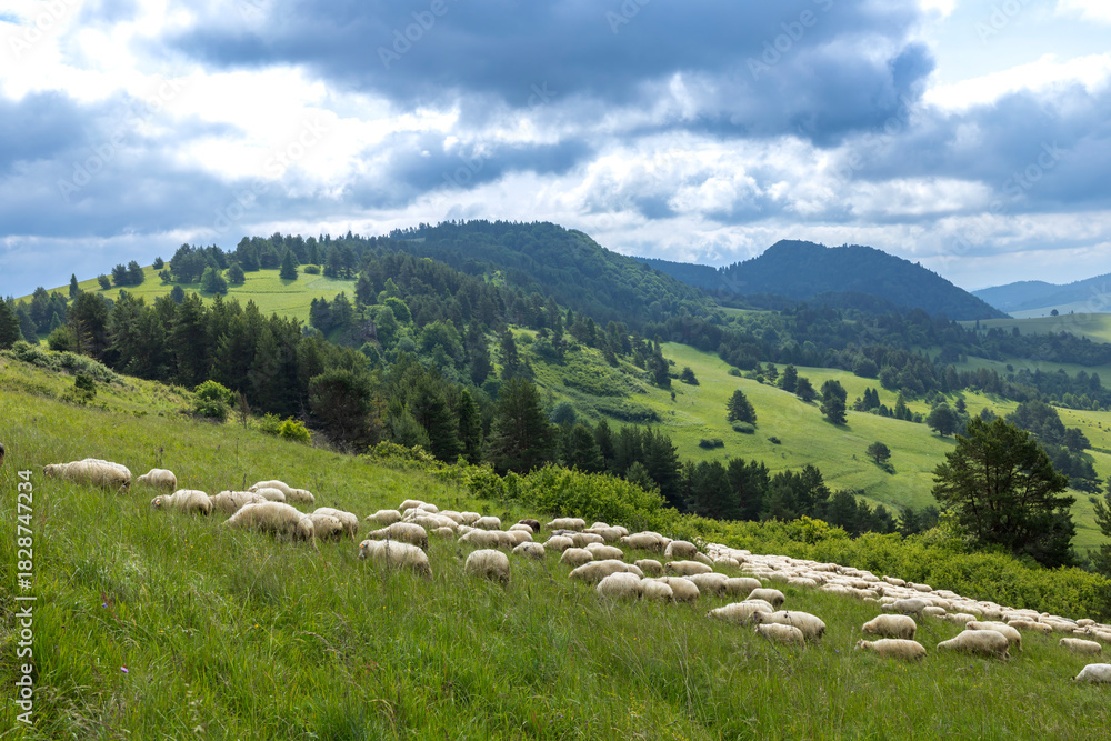 Obraz premium Herd of sheep grazing on green hills of Slovakia