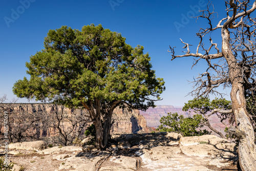 Quadro su tela Grand Canyon Juniper Tree