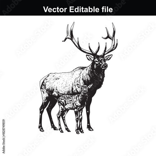 Majestic bull elk with its fawn standing together, a powerful symbol of nature and family, isolated on white background