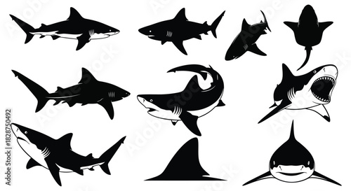 Shark species in silhouette and detailed drawing styles, isolated on white background