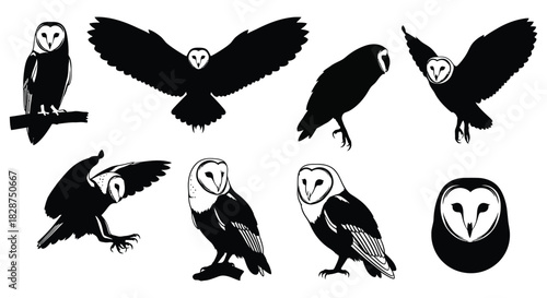 Barn owl silhouettes and detailed illustrations in various poses