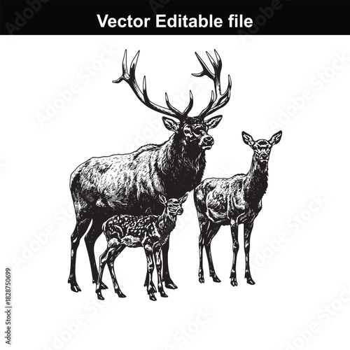 Majestic stag with two deer, one a fawn, standing together in a detailed illustration, isolated on white background