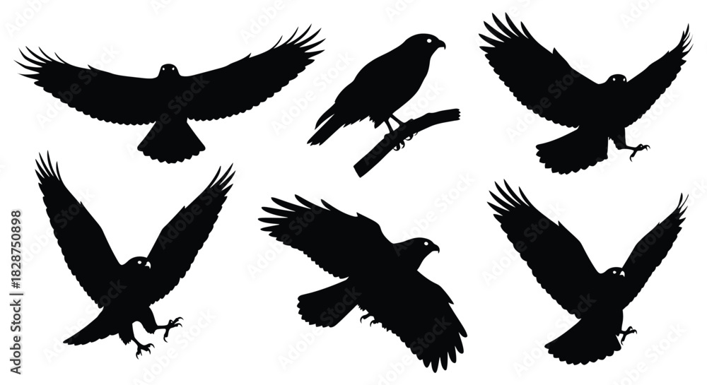 Obraz premium Set of black eagle silhouettes depicting different flight stages and a perched bird