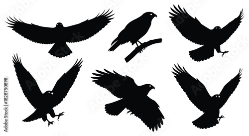 Set of black eagle silhouettes depicting different flight stages and a perched bird