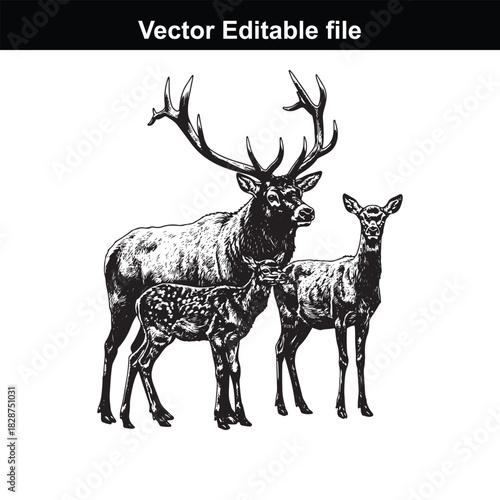 Majestic stag with two deer, a fawn and a doe, standing together in a black and white illustration, isolated on white background