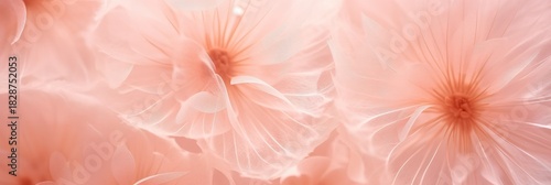 Delicate peach-colored flowers with soft, translucent petals create a serene and elegant floral display.