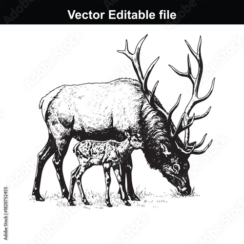 Majestic bull elk with its fawn grazing peacefully in a grassy field, detailed black and white illustration, vector editable file
