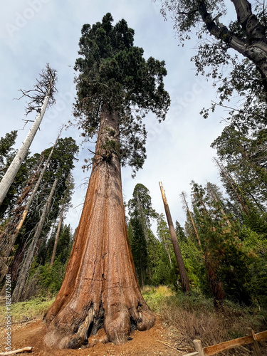 Giant Sequoia Majesty